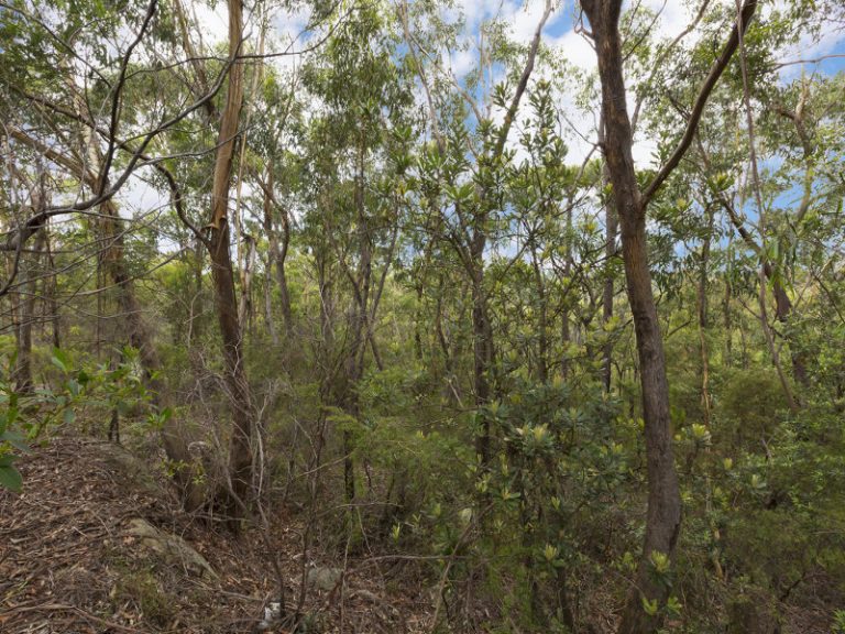 22 Taronga Way, Faulconbridge NSW 2776 — photo 4