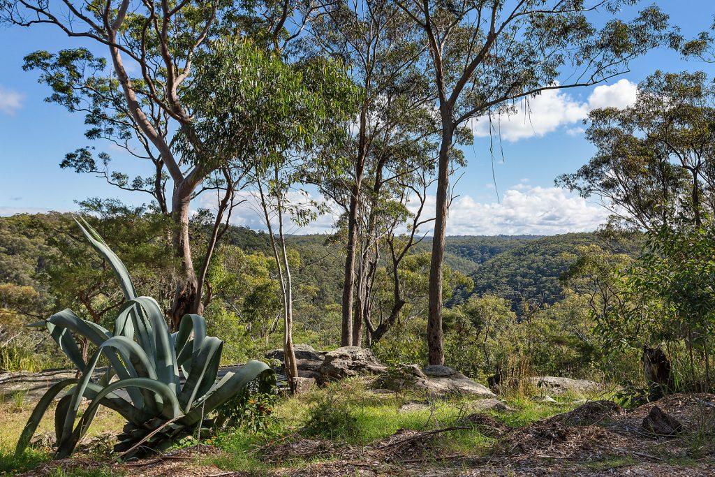 117 Farm Road, Springwood NSW 2777 — photo 13